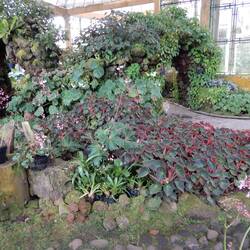 Bedugul Botanic Garden.