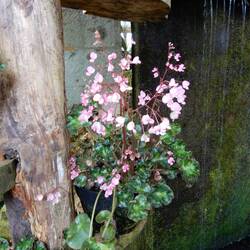 Bedugul Botanic Garden.