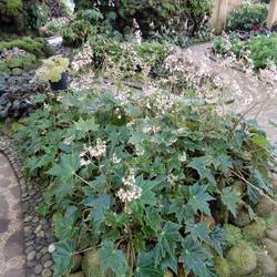 Bedugul Botanic Garden.