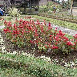 Bedugul Botanic Garden.