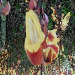 Bedugul Botanic Garden.