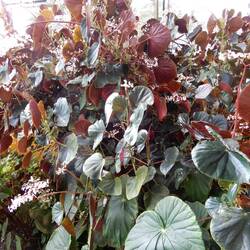 Bedugul Botanic Garden.