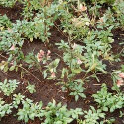 Bedugul Botanic Garden.