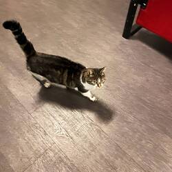 Amy the resident feline