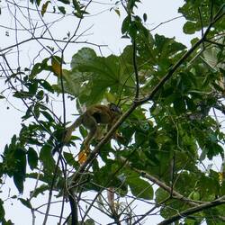 Totenkopf-Äffchen (mit Baby🤩)