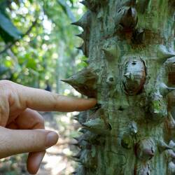 Der Botaniker freut sich über allächeibs spezielle Bäume und Pflanzen🌴