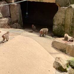 City Park, Launceston.
