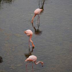 Sogar Flamingos gsehmr