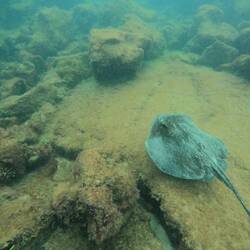 Sting Ray