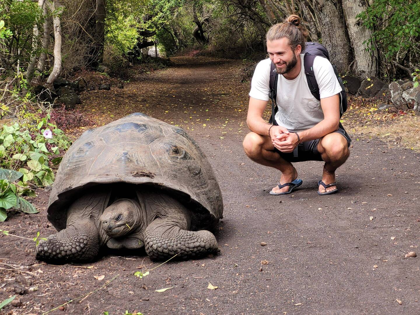 Riese Schildkröte 🐢