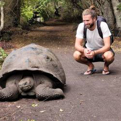 Riese Schildkröte 🐢