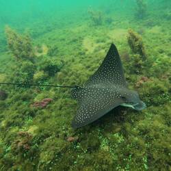 Eagle ray
