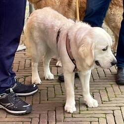 Lovely Golden Retriever