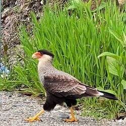 L'élégant cararara, moyen rapace typique de l'amérique méridionale