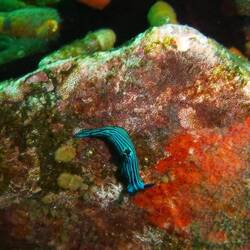 Nudibranch
