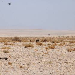 Suchbild mit Pferd