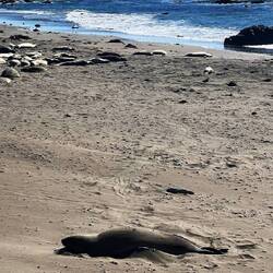 Der Strand voller Elephant Seals, bis zu 1,5t schwer!
