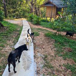 Die Doggies haben einem immer den Weg geleitet