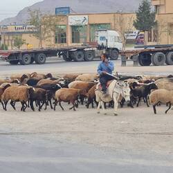 Driving his goats yhrough the middle of a truck parking on the highway