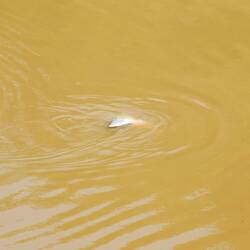 Rosa Flussdelfin (oder zumindest die Flosse davon)