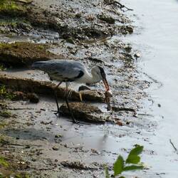 Ein Reiher mit seiner Mahlzeit 🐟