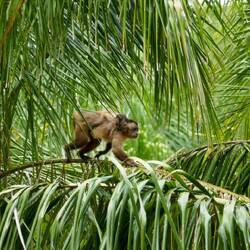 Kapuzineraffe mit Baby ♥️
