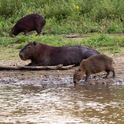 Junges Capybara 🥰