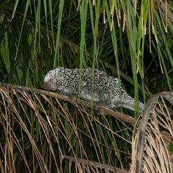 Stachelschwein 🐷🦔