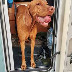 Keine Angst. Kein neuer Hund. Der durfte nicht einziehen.