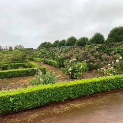 Woolmers Rose Garden.