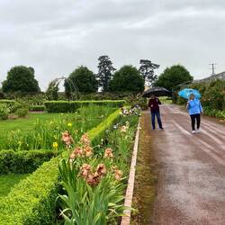 Woolmers Rose Garden.
