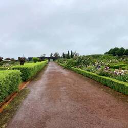 Woolmers Rose Garden.