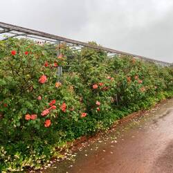 Woolmers Rose Garden.