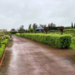 Woolmers Rose Garden.