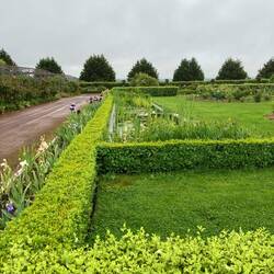 Woolmers Rose Garden.