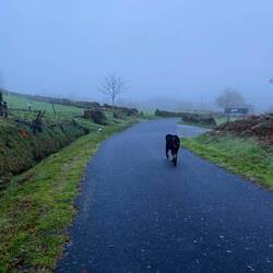 Our doggy companion on a very foggy morning