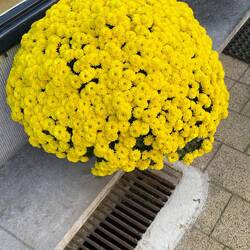 A burst of happiness in a pot