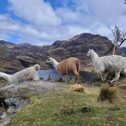 Wildi Lamas 😍