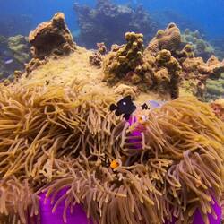 Filter working, capturing the colors underwater!