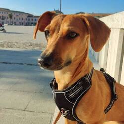 Emma war heute wieder ein Traumhund und mega brav