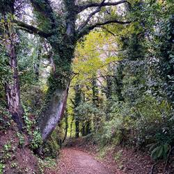 Each area I pass through has different trees and different delights