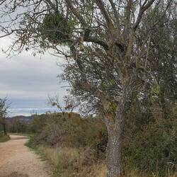 Nochn Liebesbaum 🥰