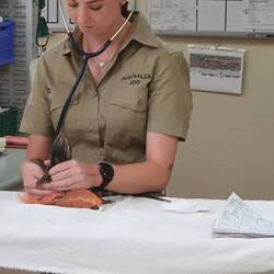 Im Wildlife Hospital