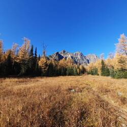 Larches