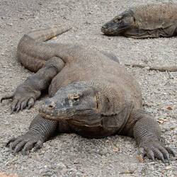 Komodo dragon.