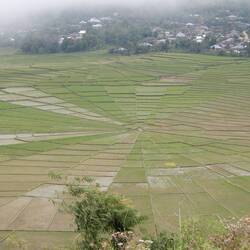The Spiderweb Rice Fields.