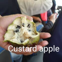 Guide bought custard apples, tasted lovely