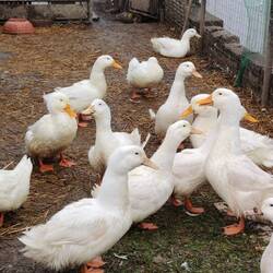 Weihnachtsbraten 😀