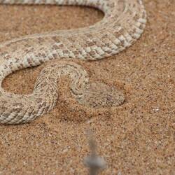 Sandviper