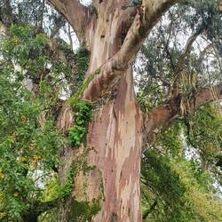 Als Nachtrag noch ein alter Eukalyptusbaum aus Santiago.